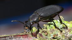 Großer Schwarzkäfer_2.jpg